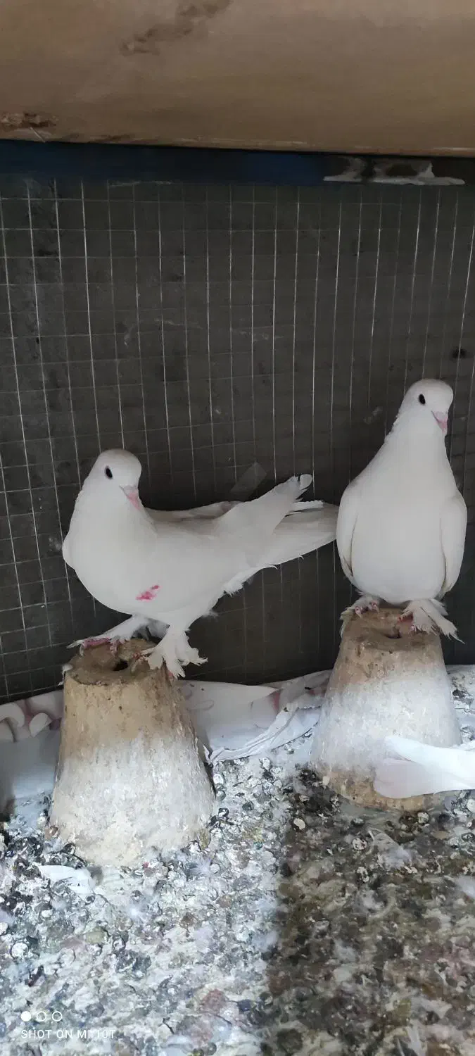 کبوترلوتی|پرنده|تبریز, |دیوار