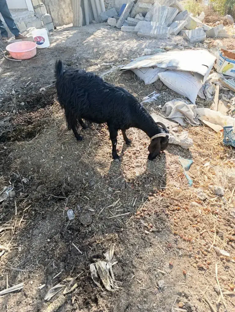 بز ماده|حیوانات مزرعه|خرمشهر, |دیوار