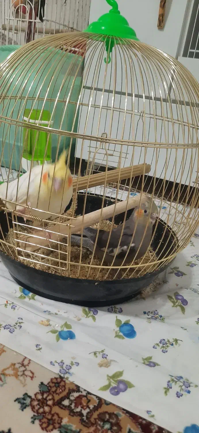 جوجه عروس هلندی|پرنده|اندیشه, اندیشه فاز ۴|دیوار