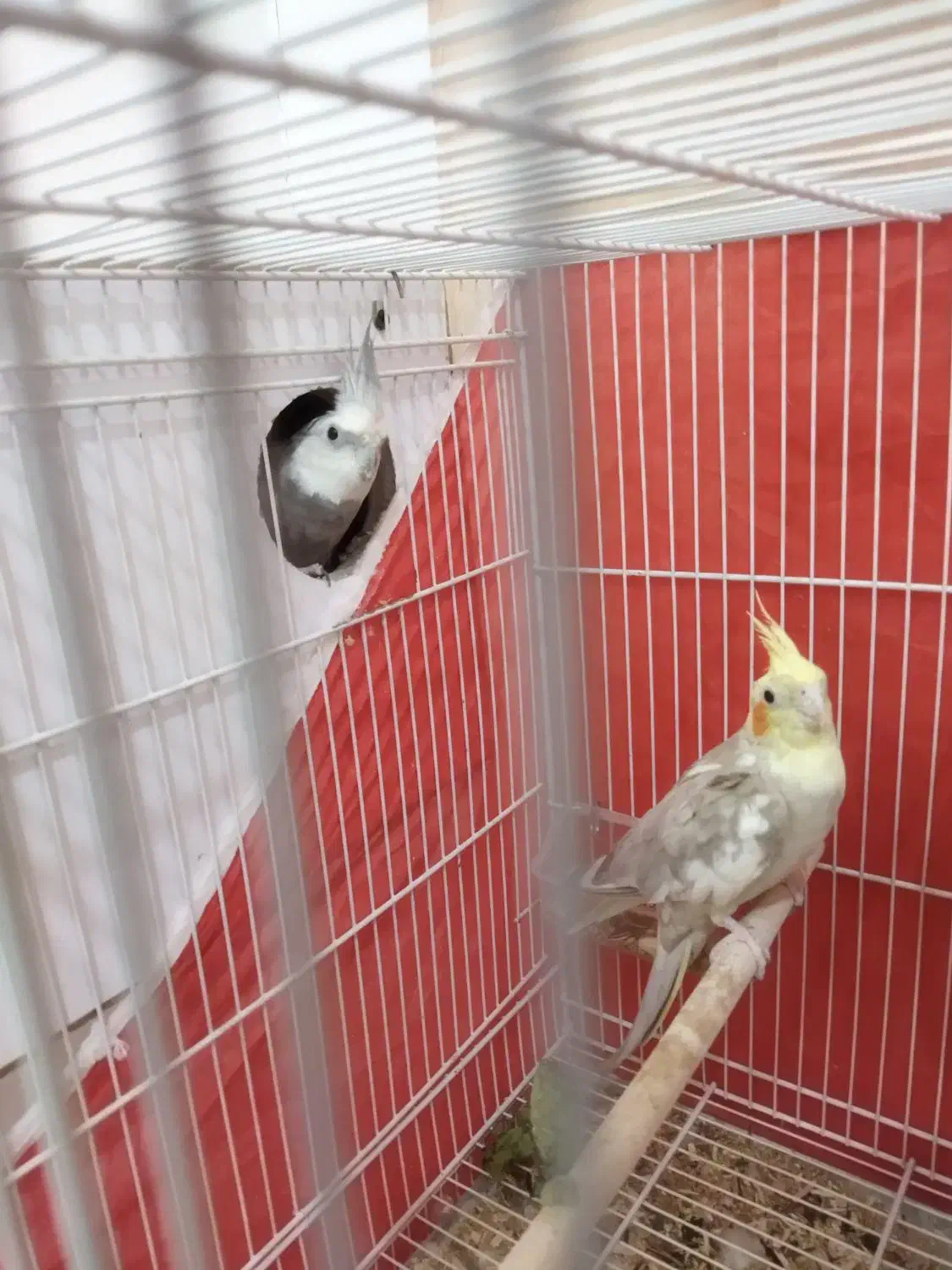 عروس هلندی|پرنده|مشهد, هدایت|دیوار