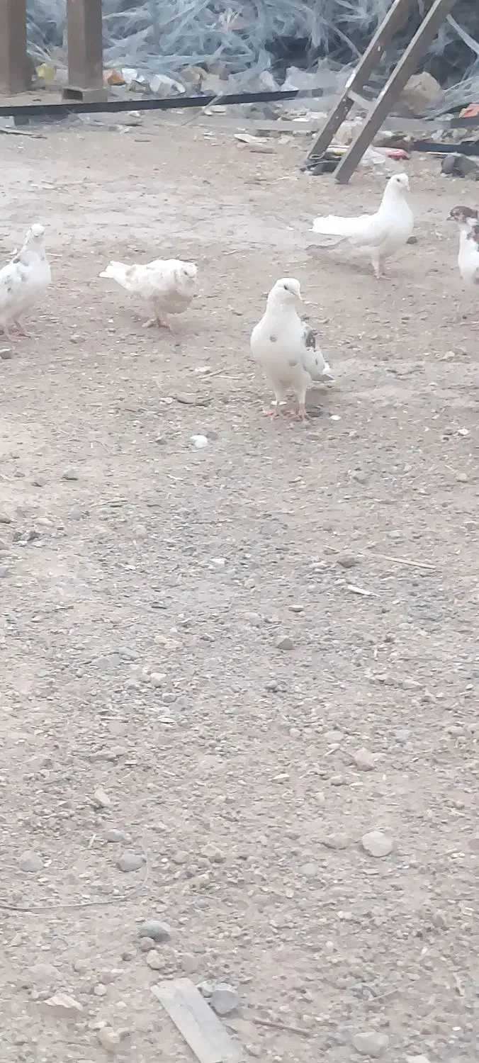 کفتر در هم دورگ تهرانی قاطیه|پرنده|خاوران, |دیوار