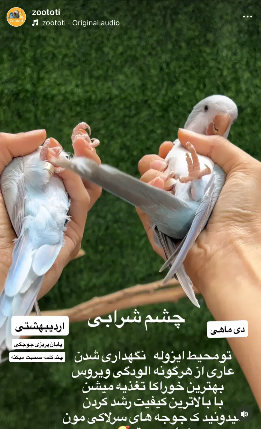 راهب ماده ۱۰ماهه|پرنده|تهران, افسریه جنوبی|دیوار