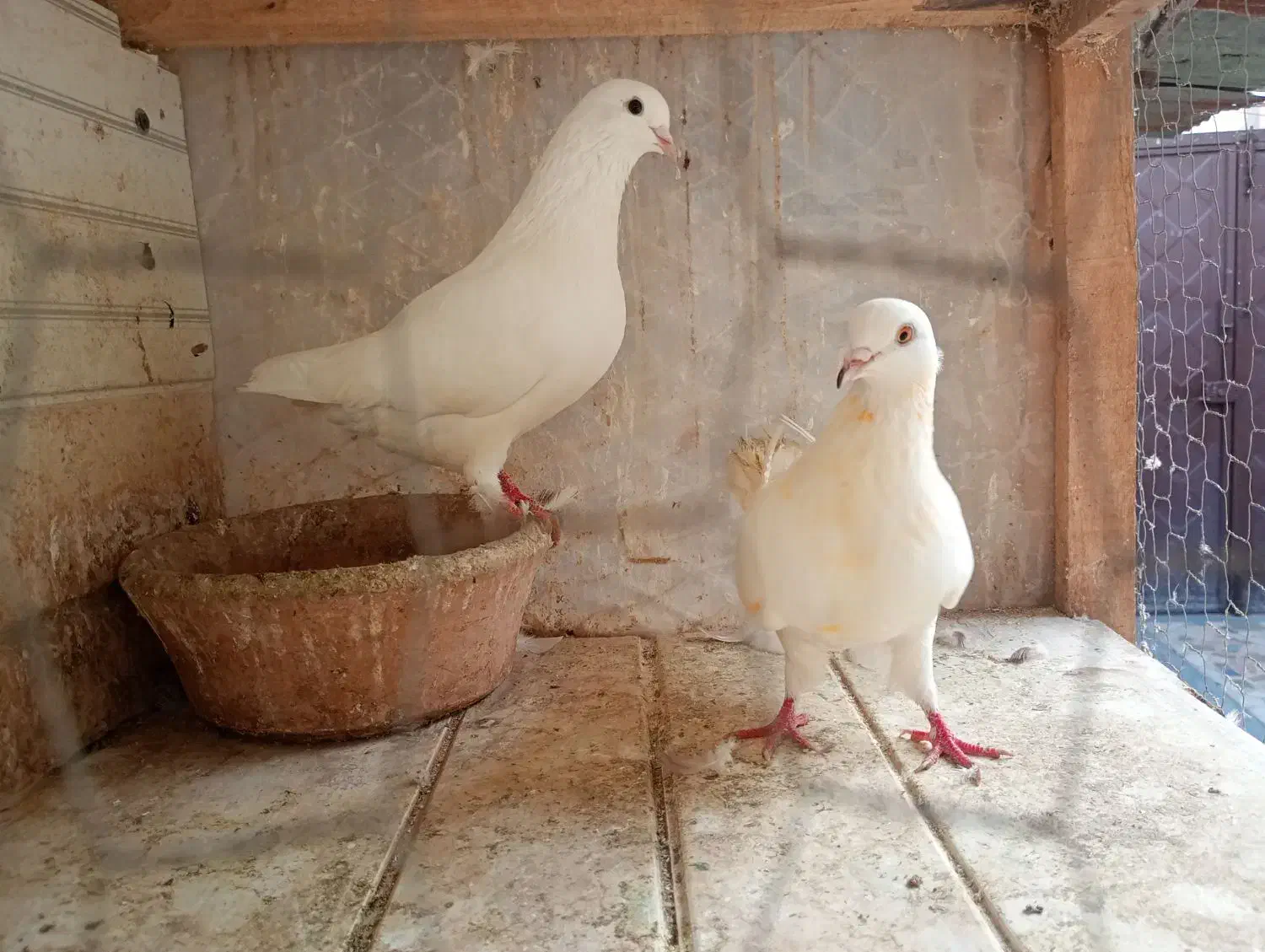 کبوتر گرفته مهرخورده|پرنده|رشت, سیا اسطلخ|دیوار