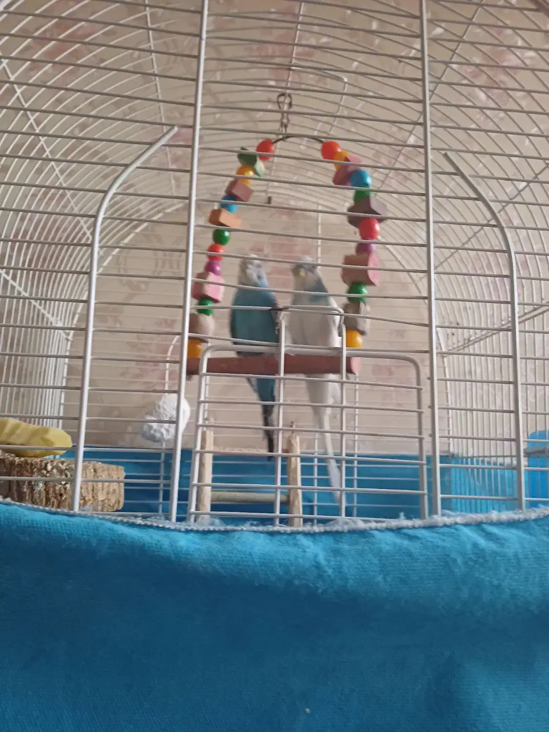 مرغ عشق|پرنده|تهران, عباسآباد|دیوار