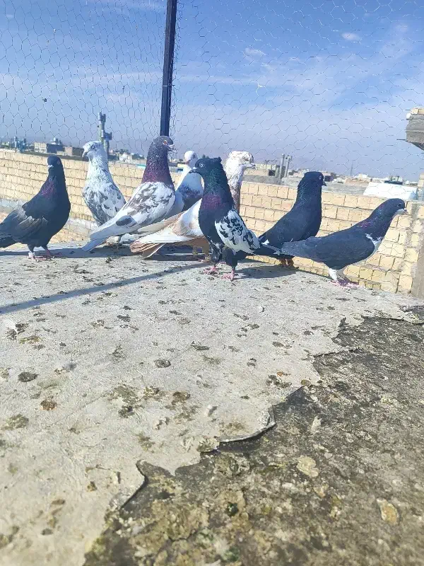 کبوتر|پرنده|مرودشت, ثبت احوال|دیوار