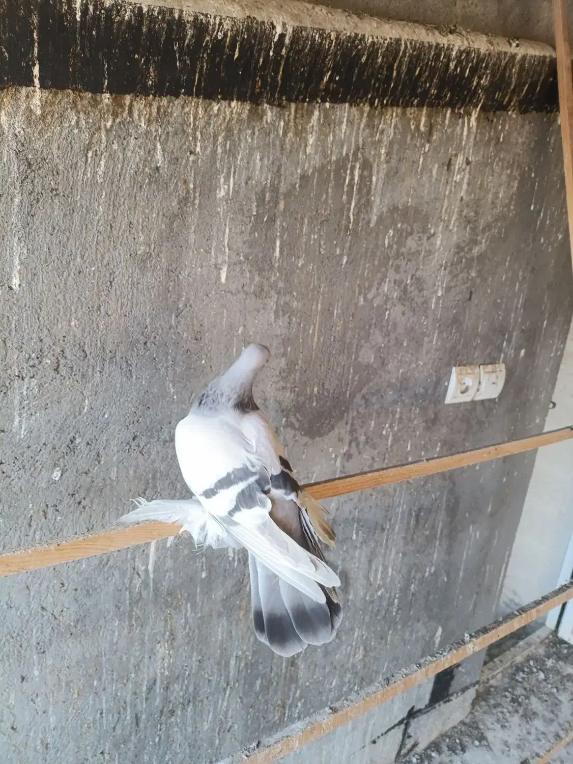 کبوتر قشنگ|پرنده|صوفیان, |دیوار