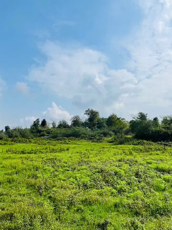 ۷۲۵ متر زمین زیر قیمت پول نیاز فوری|فروش زمین و ملک کلنگی|شفت, |دیوار