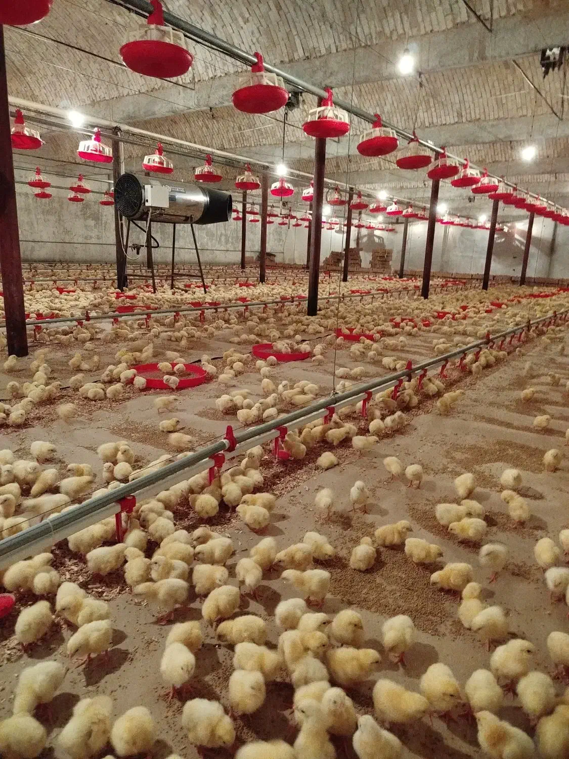 استخدام کارشناس علوم دامی|استخدام صنعتی، فنی، مهندسی|بیرجند, |دیوار