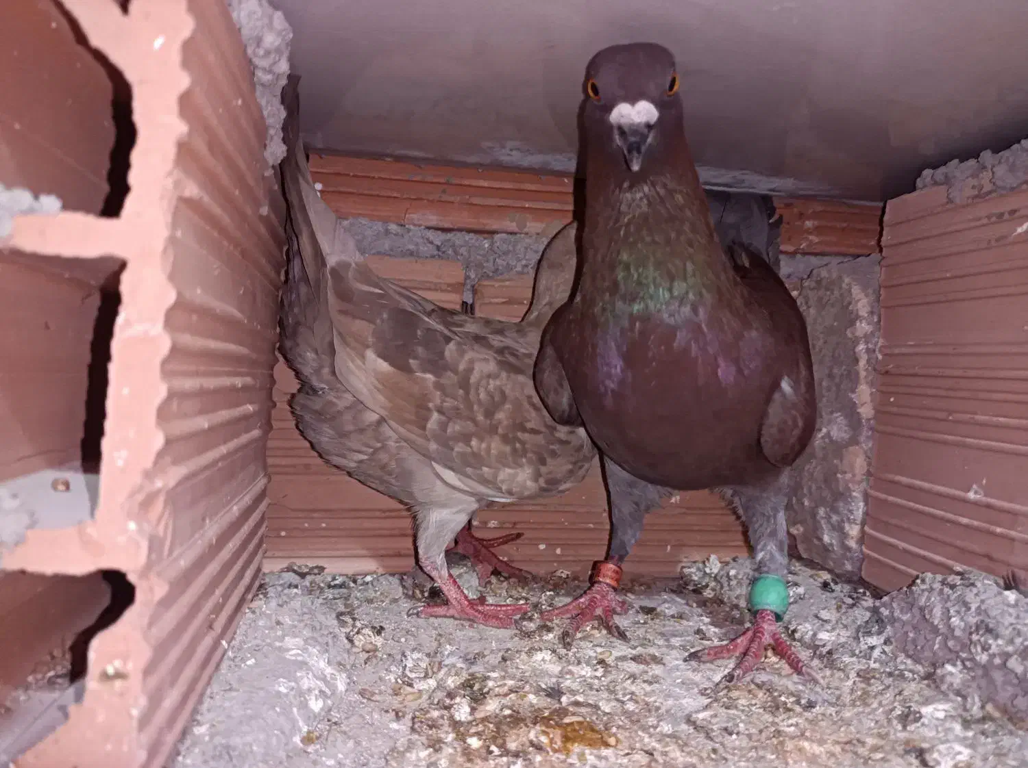 جفت سرخ پلاکی|پرنده|علیآباد کتول, |دیوار