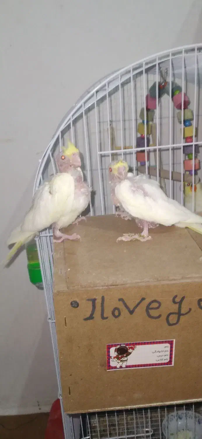 عروس چشم شرابی مفت مفت|پرنده|تربت جام, میان جام|دیوار