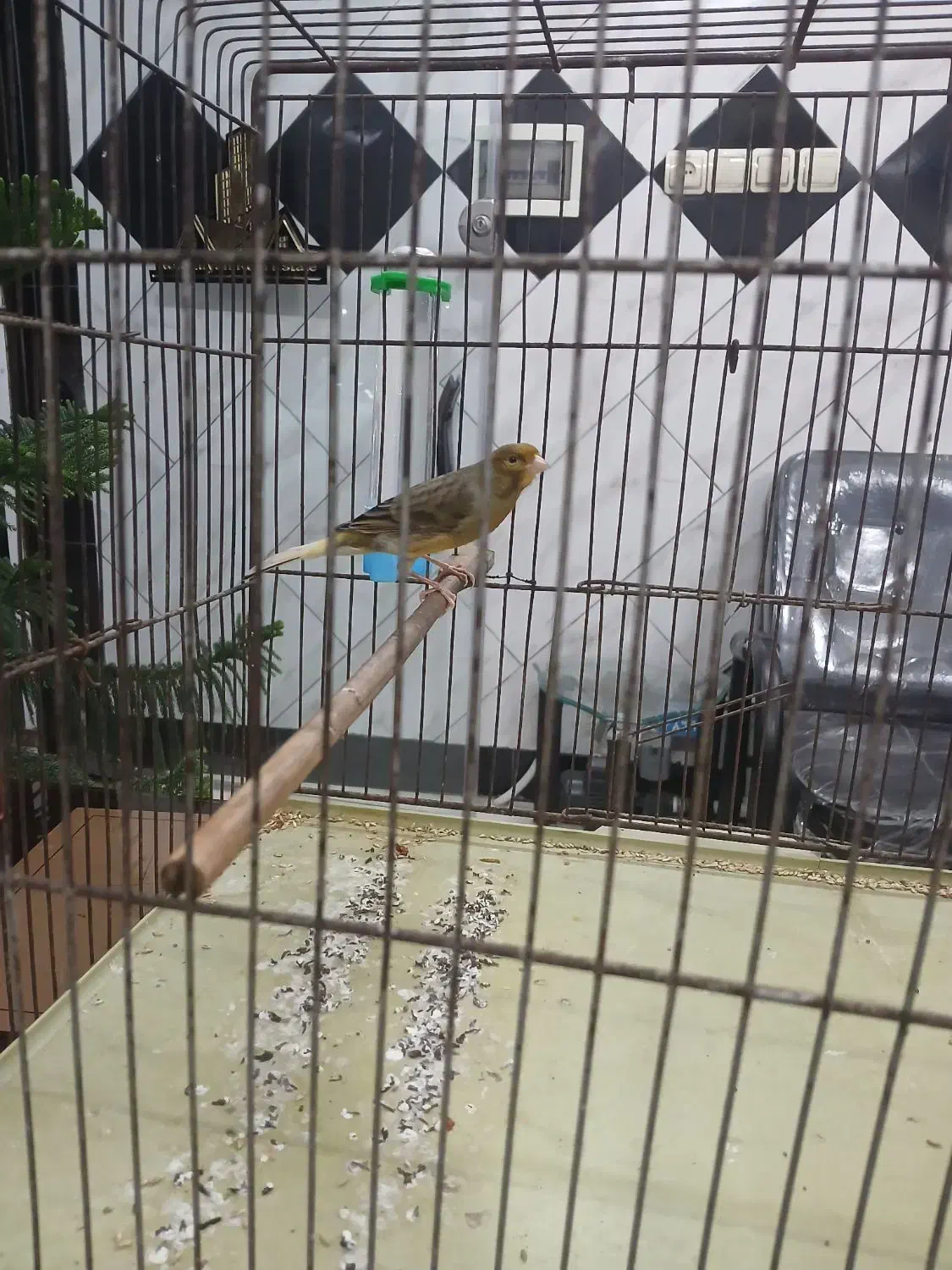 قناری نر بخون|پرنده|لاهیجان, کوی آزادگان|دیوار