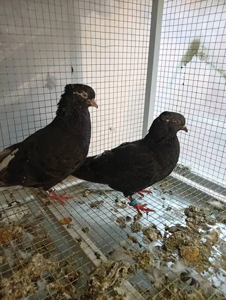 زاغ دم سفید زرد دم سفید یهودی|پرنده|مشهد, رده|دیوار