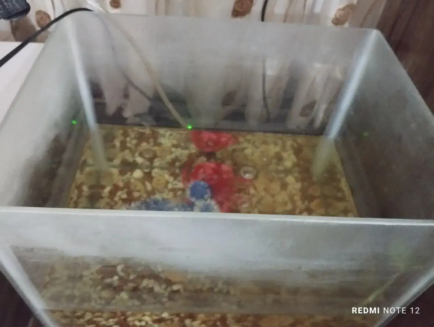 آکواریوم ارزان به خریدار واقعی تخفیف می دم|ماهی|اردبیل, |دیوار