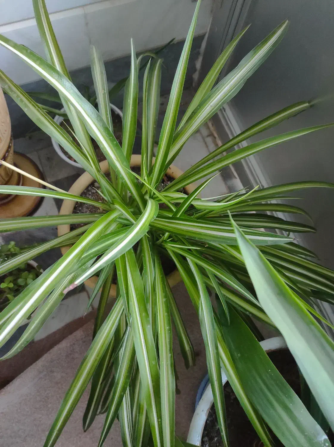 گل طبیعی|گل و گیاه طبیعی|اهر, |دیوار