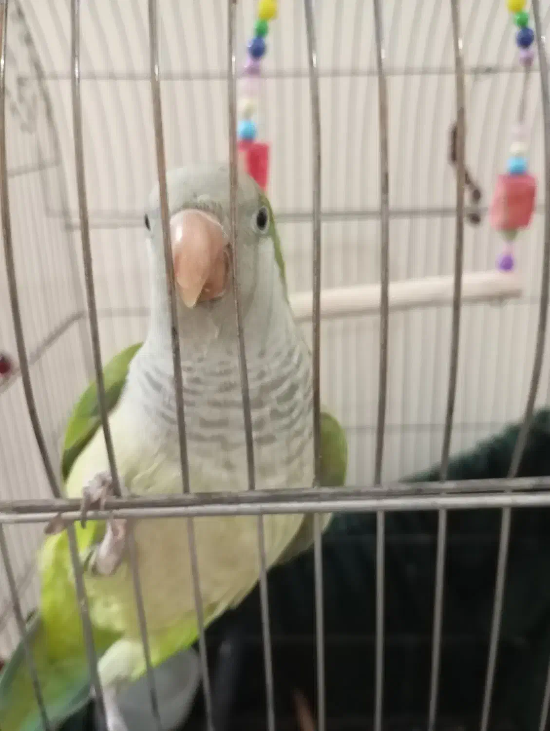 راهب بازی گوش|پرنده|فردیس, شهرک ۱۱۰|دیوار