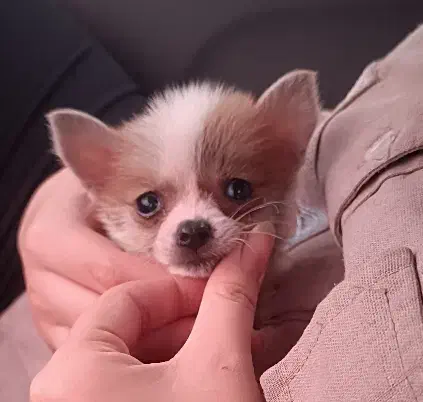 شیواوا|سگ|قائم‌شهر, |دیوار