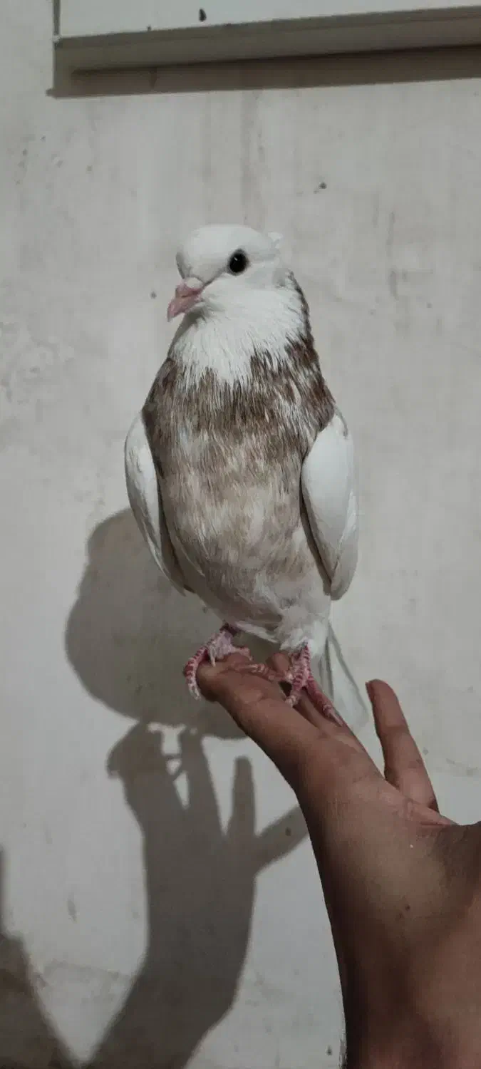 طوقی|پرنده|کرمانشاه, |دیوار