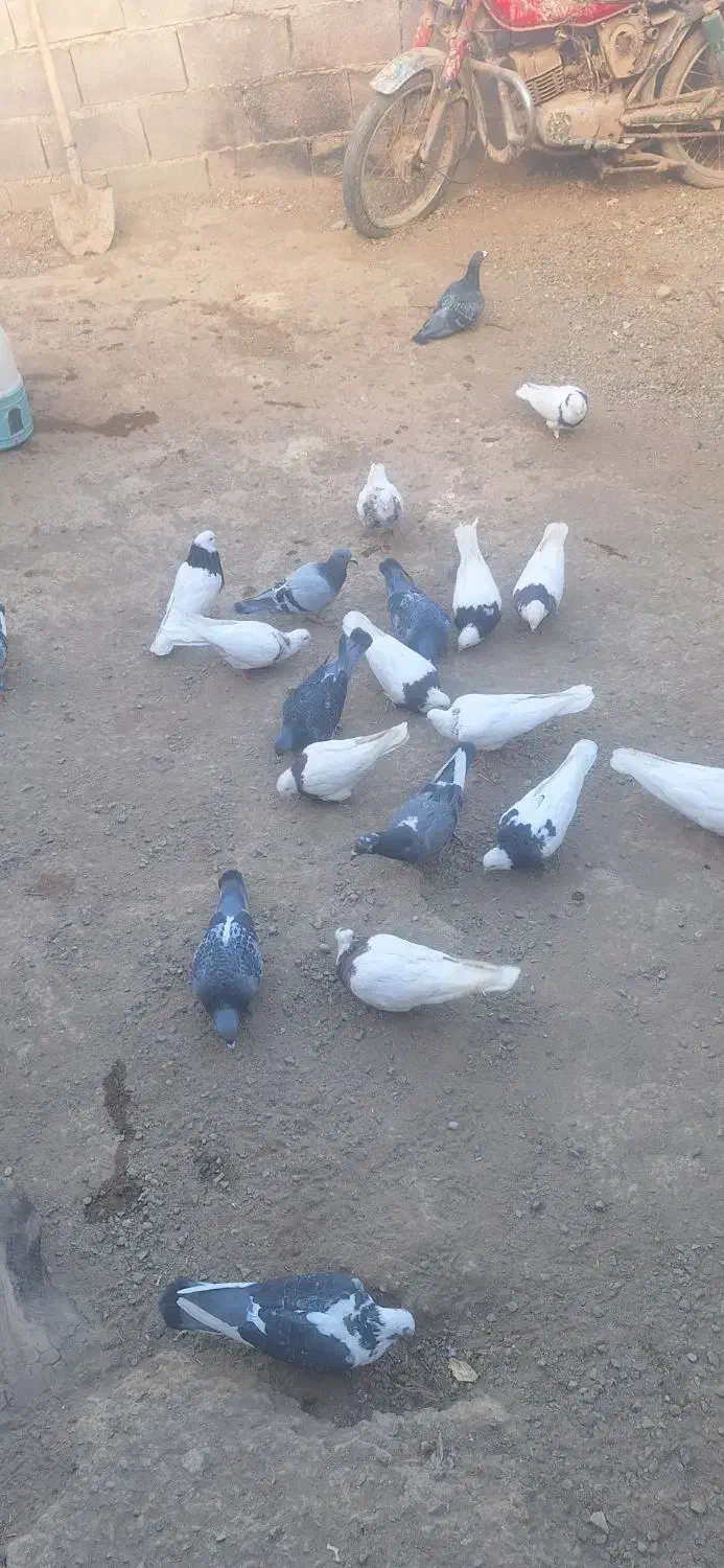 کبوتر|پرنده|سنقر, |دیوار