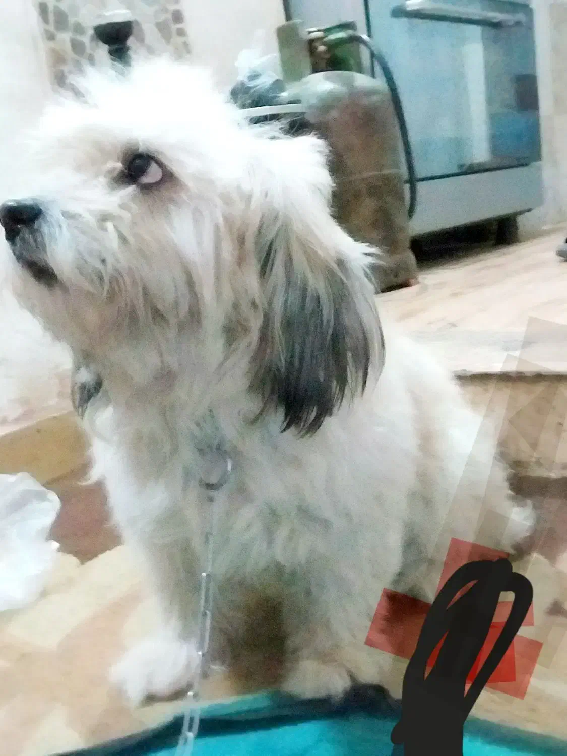 سگ شینوز|سگ|جیرفت, |دیوار