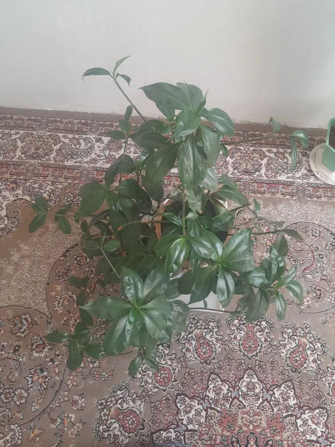 گل طبیعی|گل و گیاه طبیعی|روانسر, |دیوار