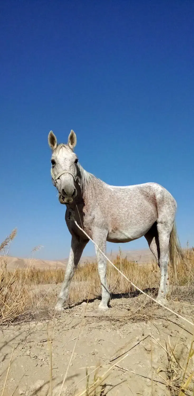 فروش مادیان همراه کره|اسب و تجهیزات اسب‌سواری|شیروان (خراسان), |دیوار