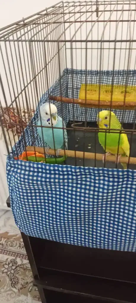 مرغ عشق جفت|پرنده|رشت, دیلمان|دیوار