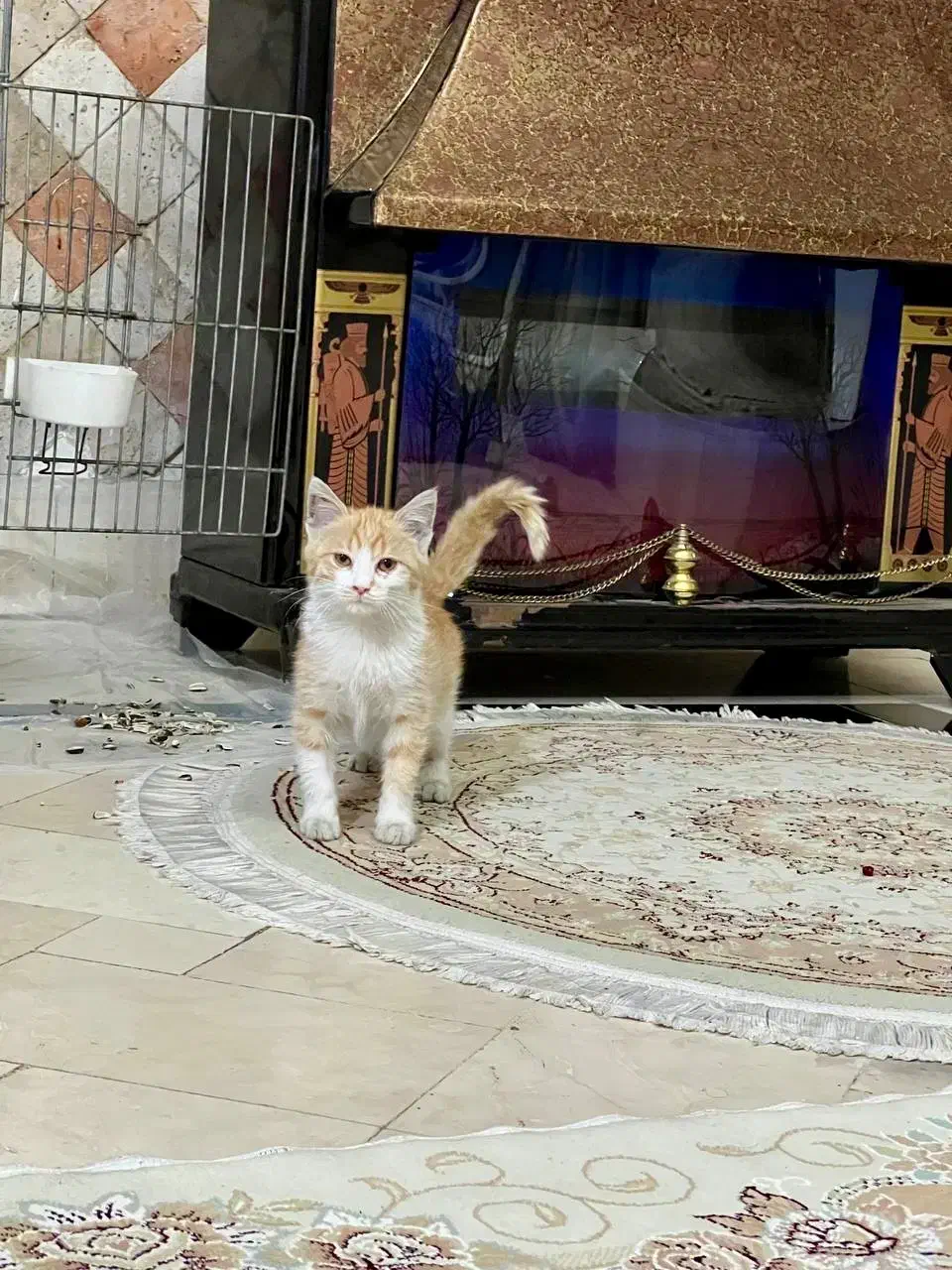 واگذاری‌گربه|گربه|تهران, شکوفه|دیوار