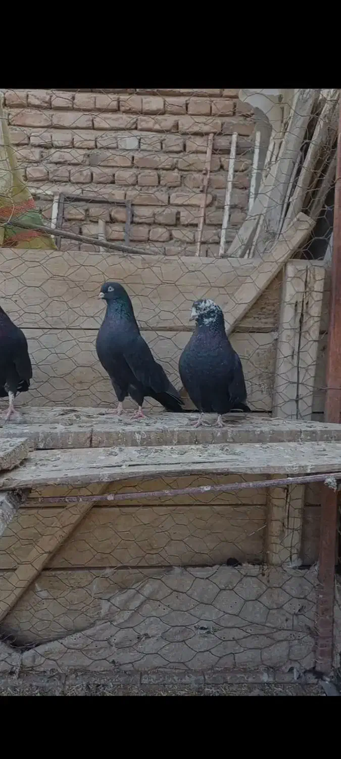 بالقره|پرنده|میاندوآب, |دیوار