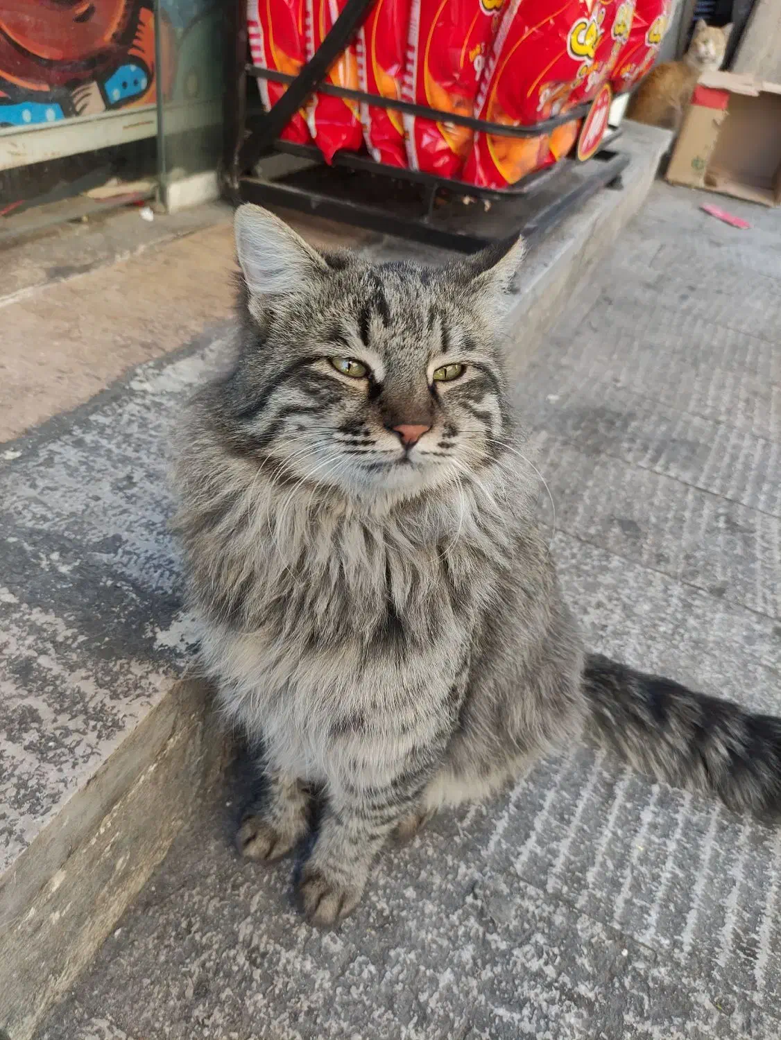 گربه پیدا شده|حیوانات|شیراز, لب آب|دیوار