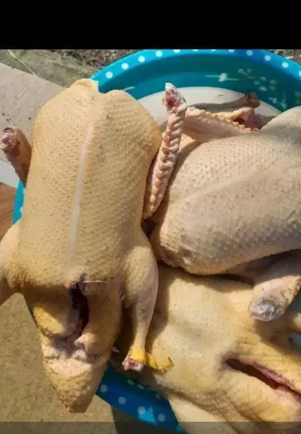 غاز|حیوانات مزرعه|رشت, فلسطین|دیوار