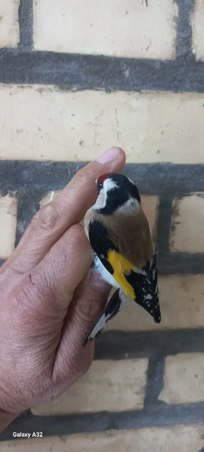 سهره زرد|پرنده|دزفول, |دیوار