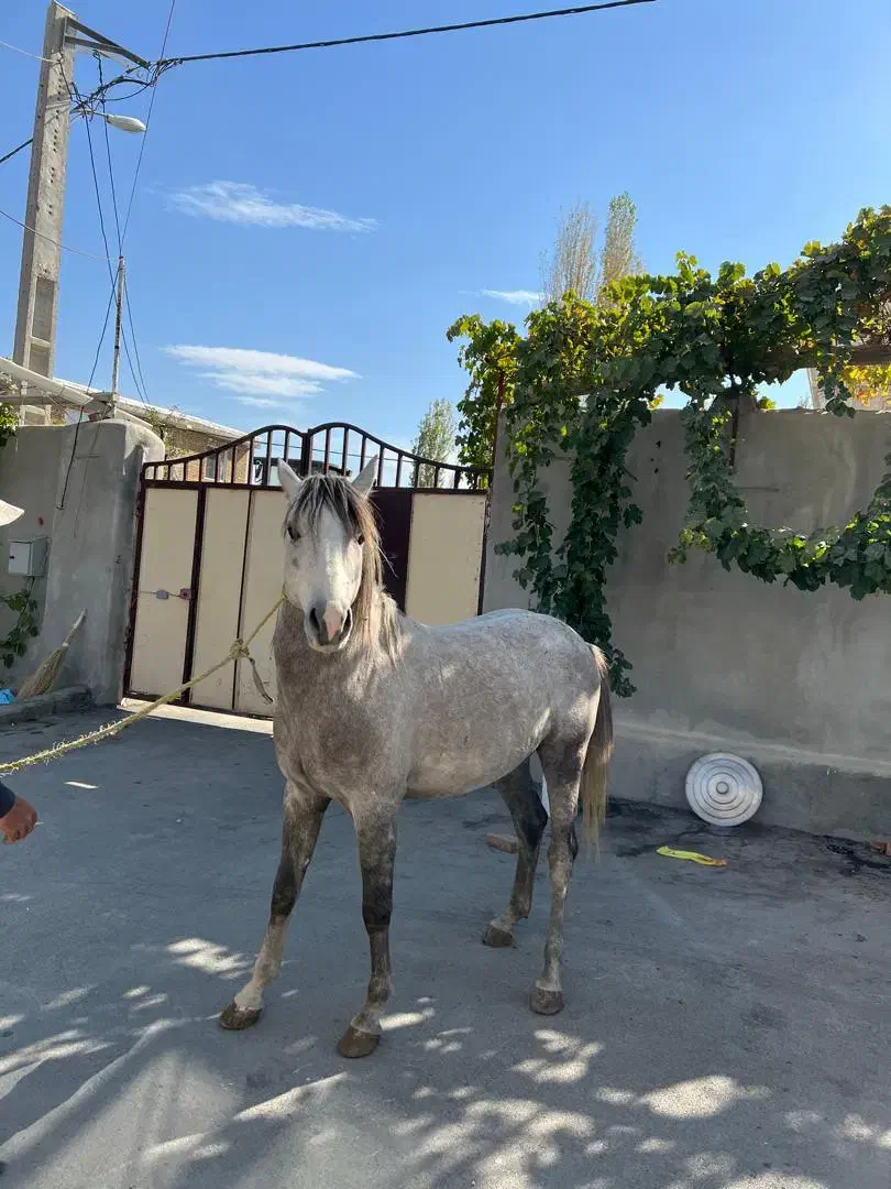 اسب کرد|اسب و تجهیزات اسب‌سواری|نوشین شهر, |دیوار