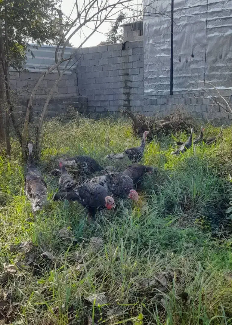 فروش بوقلمون محلی کیلویی ۳۰۰۰۰۰ تومان|حیوانات مزرعه|چاف و چمخاله, |دیوار