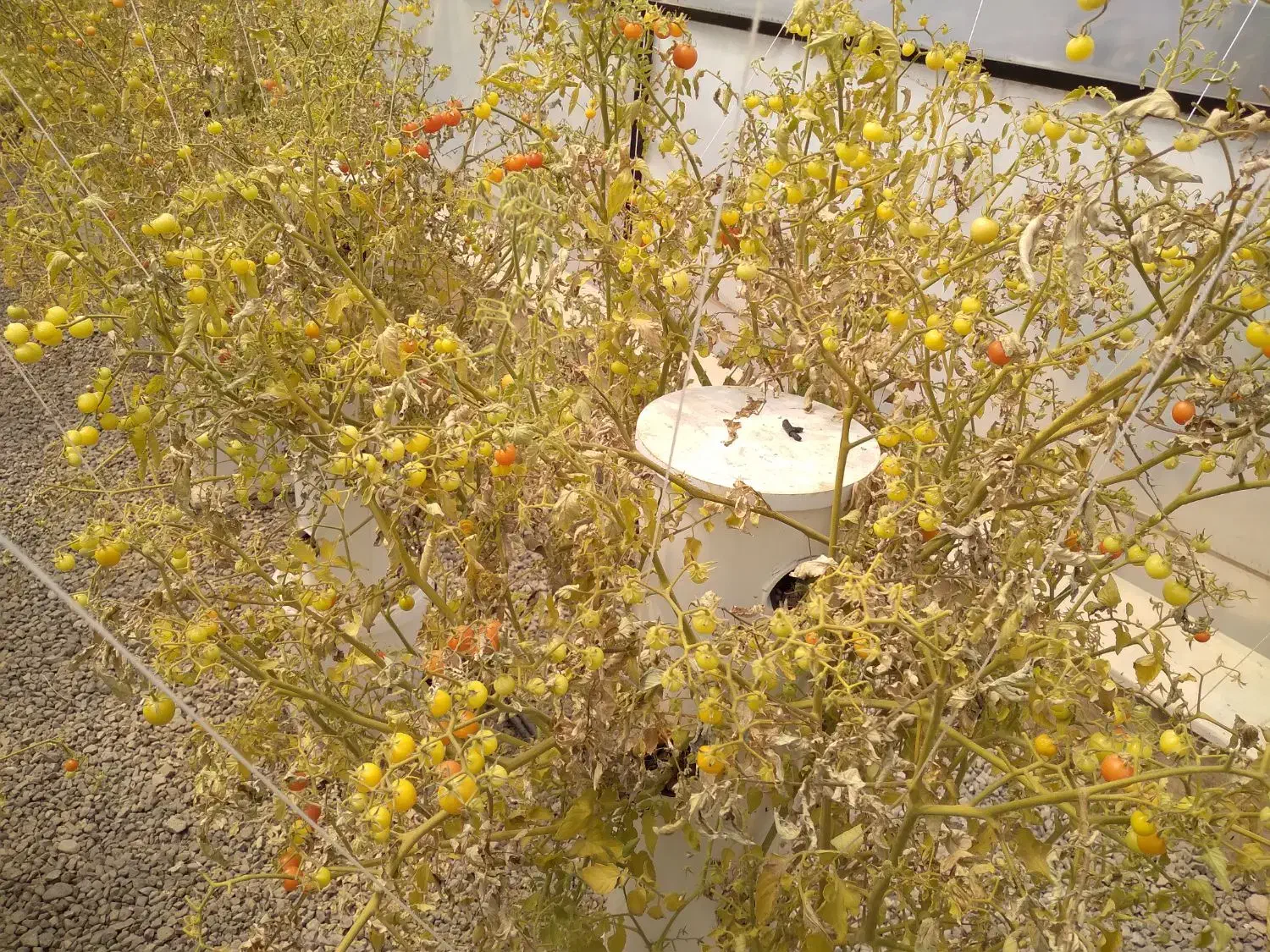 سازه های گلخانه|ماشین‌آلات صنعتی|بشاریات, |دیوار