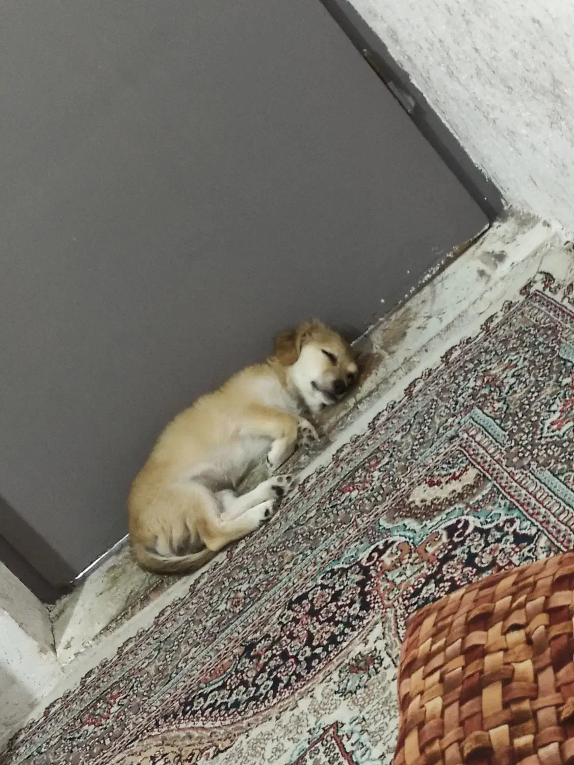 واگذاری سگ|سگ|شیراز, تحویلی|دیوار