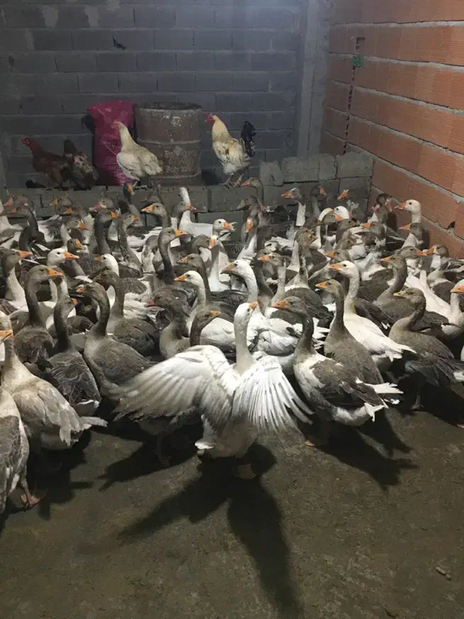 حراج غاز کشتار و تخمگذار|حیوانات مزرعه|بابل, |دیوار