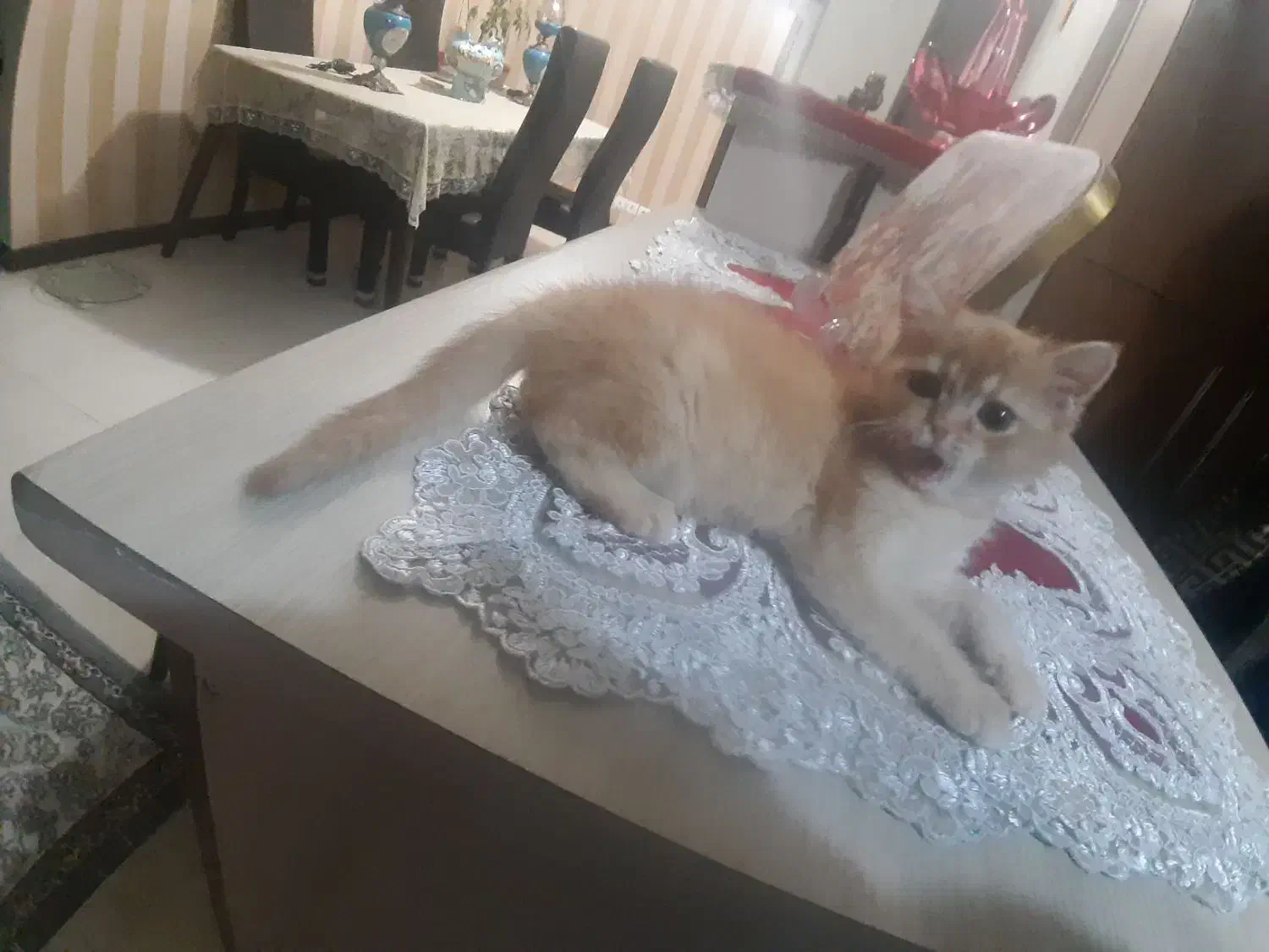 توله گربه بریتیش گلد|گربه|تبریز, |دیوار