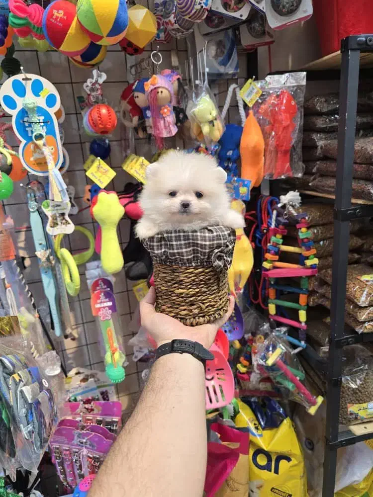 سگ فنجونی تیکاپ سایز و گربه|سگ|تهران, شهرک غرب|دیوار