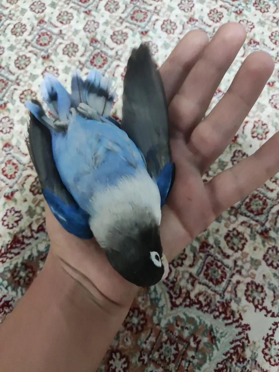 کتوله|پرنده|بیرجند, |دیوار