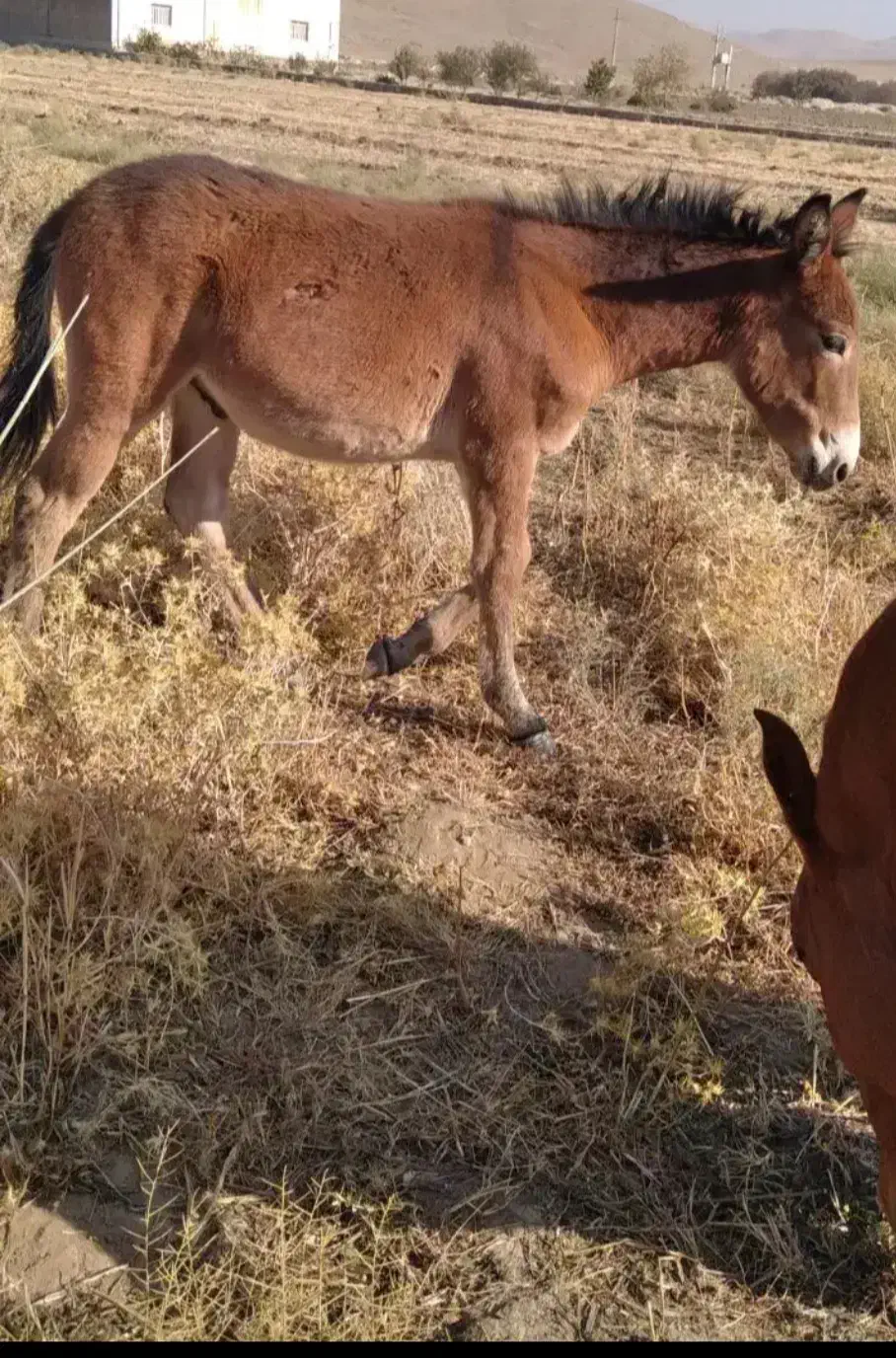 قاطر نر ۵ماهه|حیوانات مزرعه|بانه, |دیوار