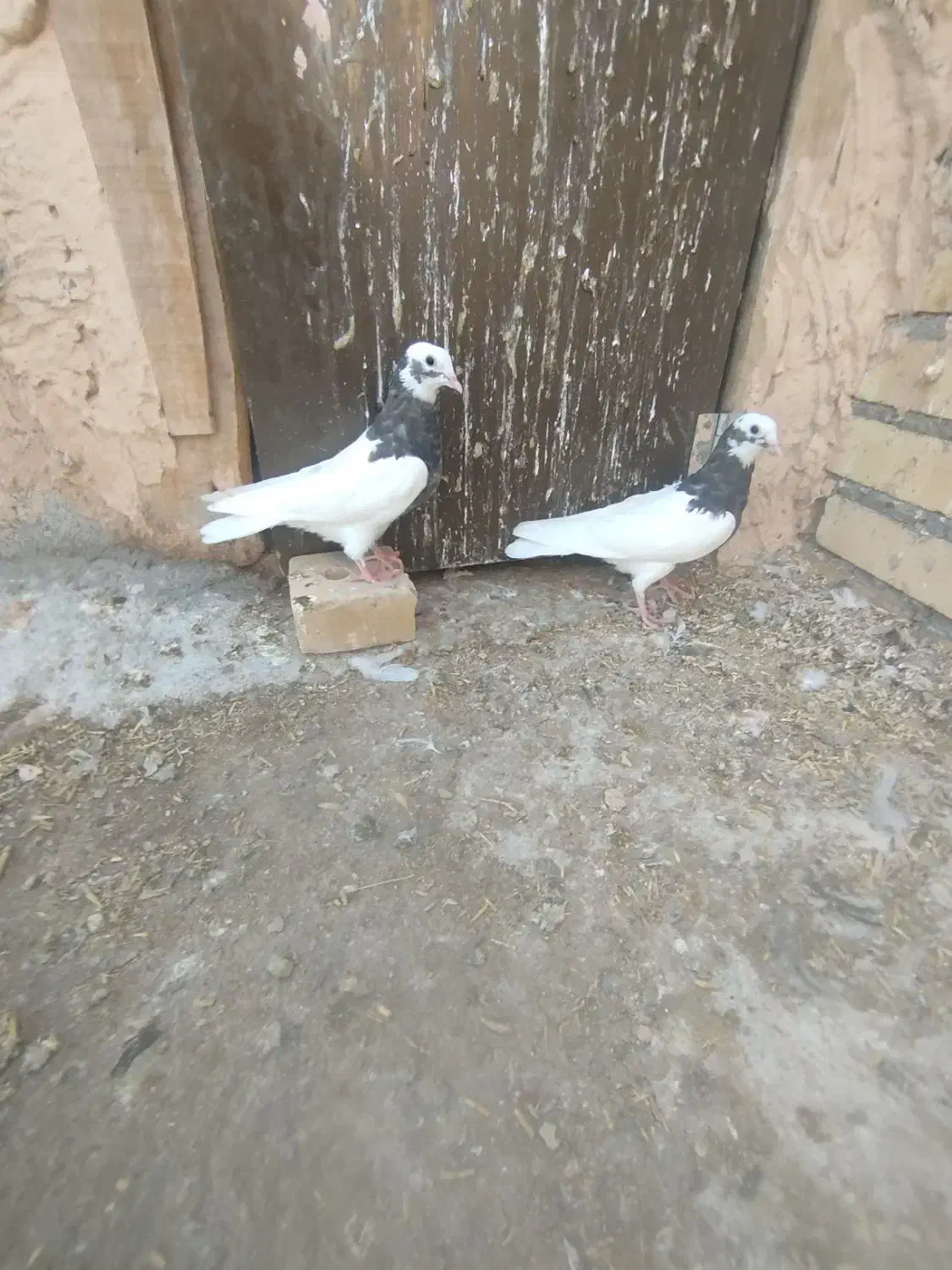 کبوتر|پرنده|میاندوآب, |دیوار