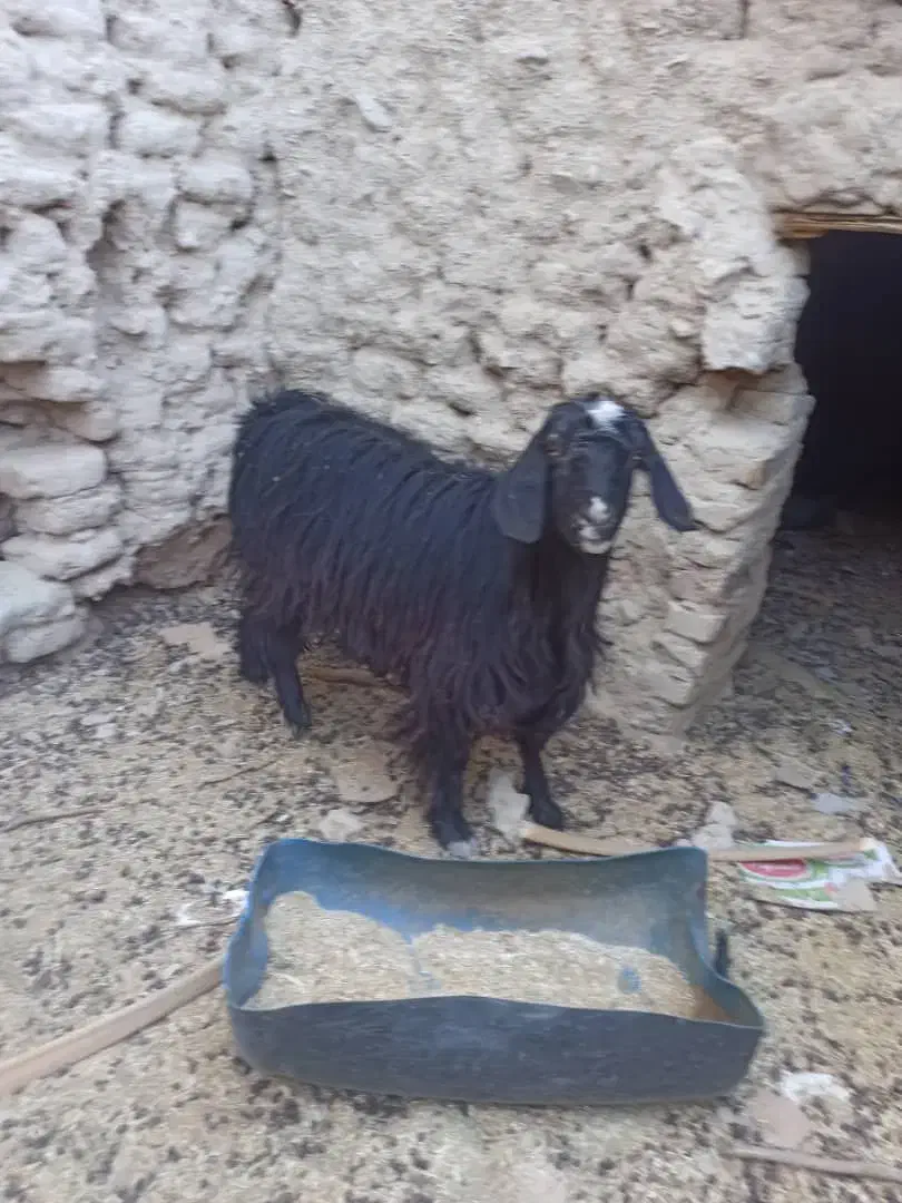 گوسفند چاق وچله|حیوانات مزرعه|سراوان, |دیوار