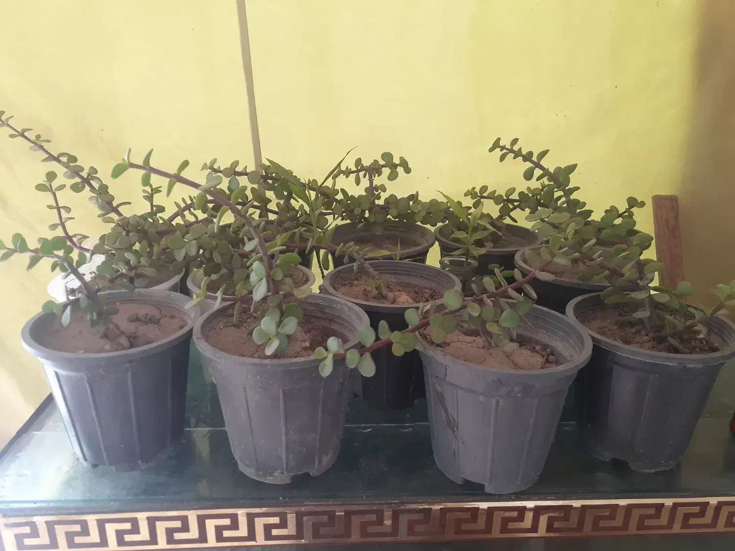 کراسولا|گل و گیاه طبیعی|فیروزکوه, |دیوار