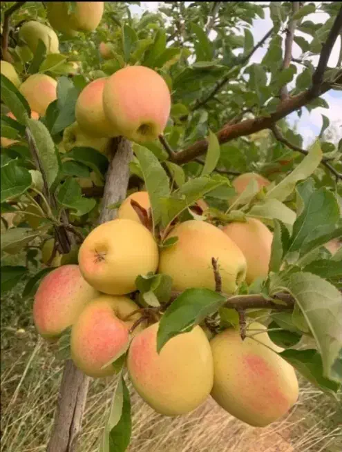 سیب صادراتی درجه یک|عمده‌فروشی|سمیرم, |دیوار