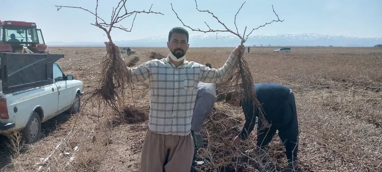 نهال انگور دوساله میخوای زنگ بزن|خدمات باغبانی و درختکاری|خرمدشت, |دیوار