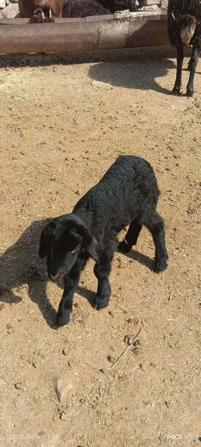 بره نر|حیوانات مزرعه|سیلوانه, |دیوار