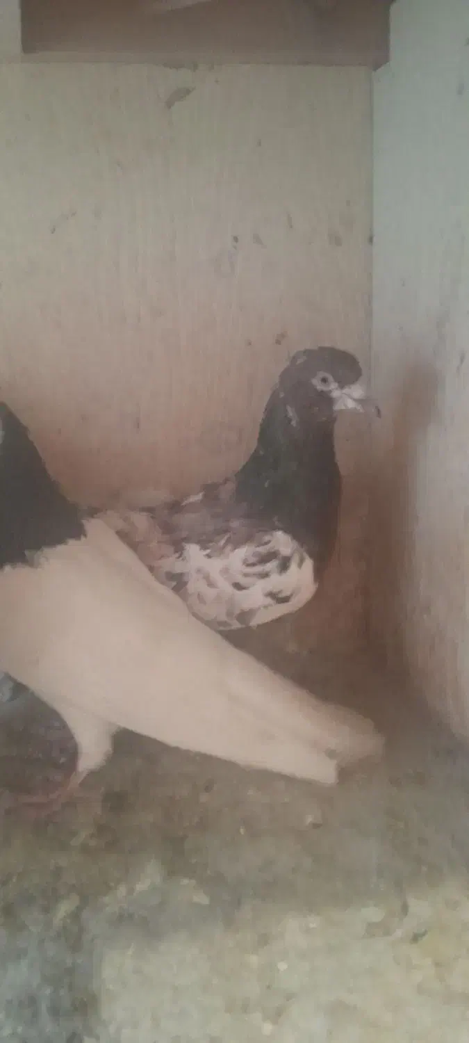 کبوتر پرشی|پرنده|یزد, |دیوار