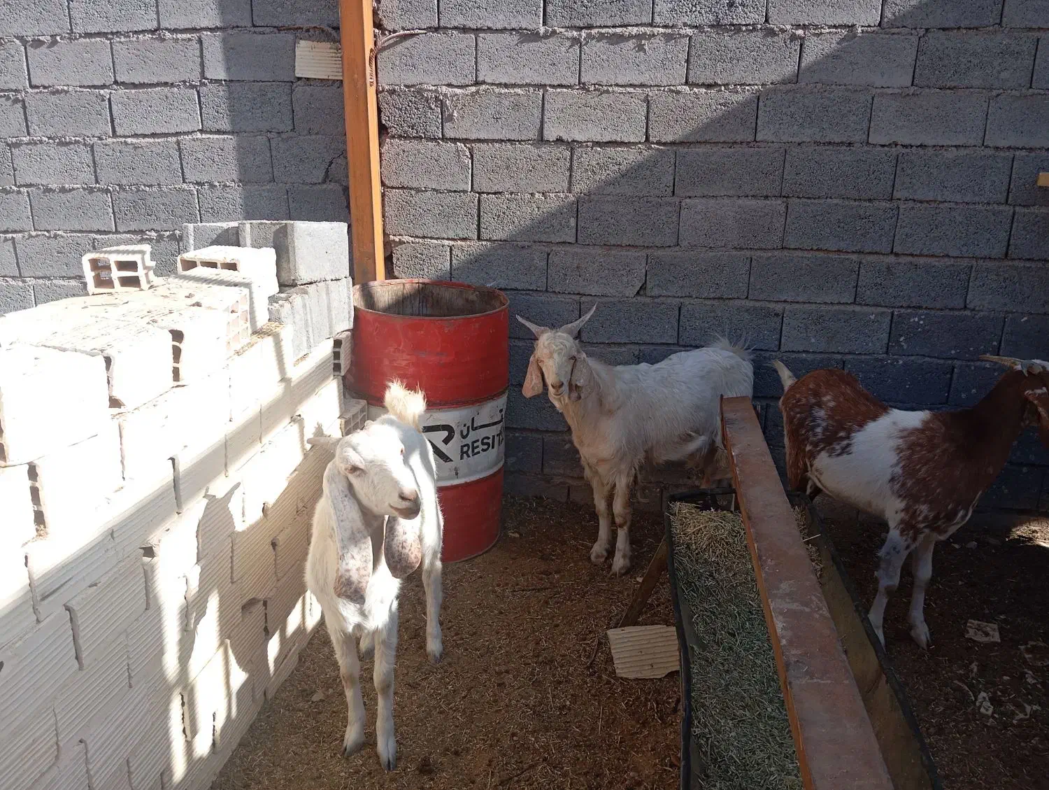 فروش دوعد بز پاکستانی|حیوانات مزرعه|شهر بابک, |دیوار