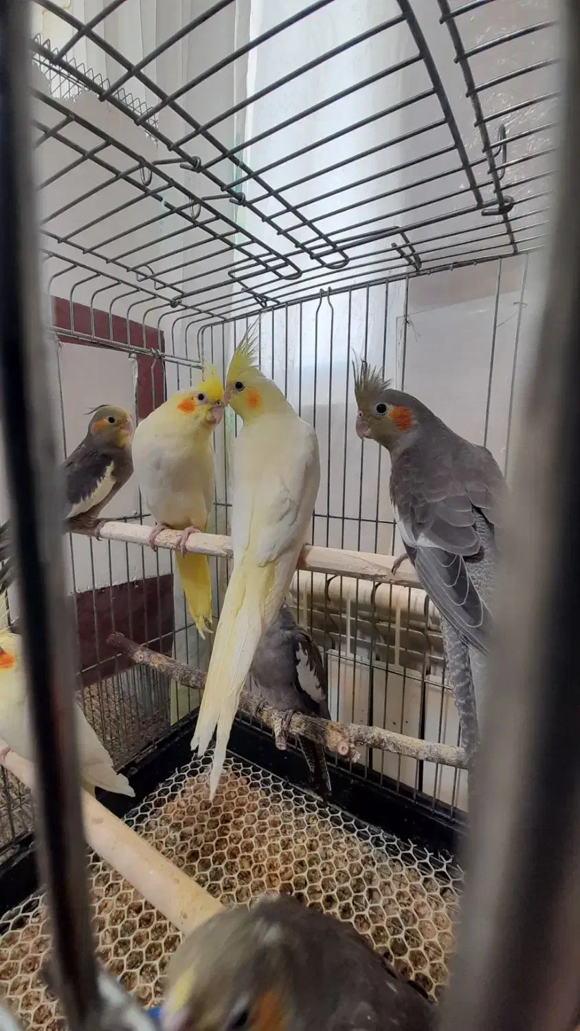 جوجه عروس هلندی|پرنده|پردیس, فاز ۱۱|دیوار