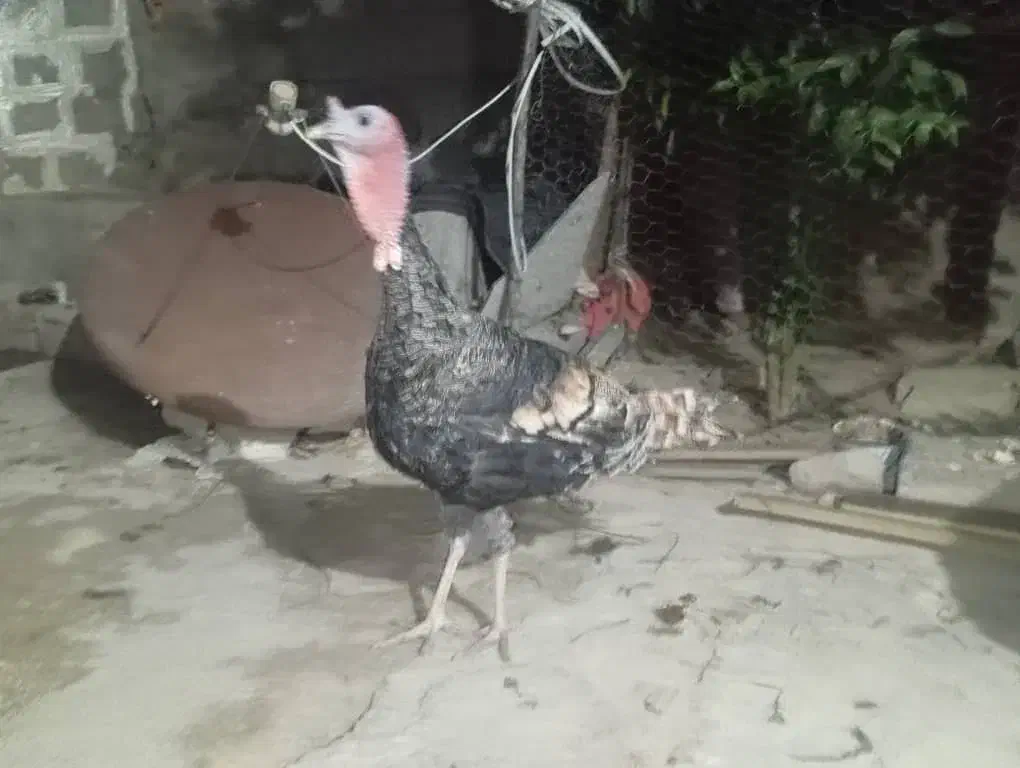 بوقلمون|حیوانات مزرعه|فیروزآباد (فارس), |دیوار